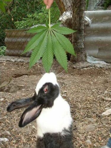 Drug Rabbit