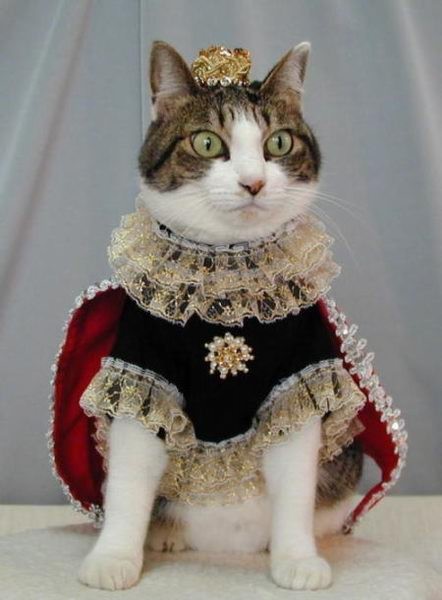 Cat Royalty