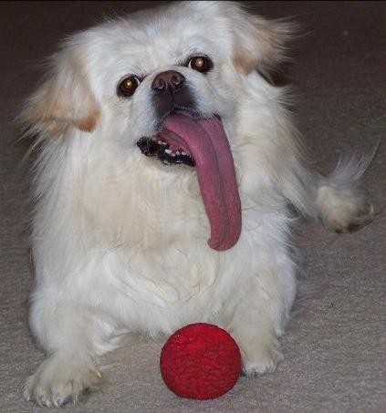 Huge Dog Tongue