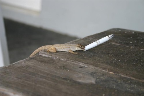 Smoking Lizard