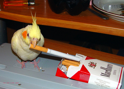 Bird Smoker