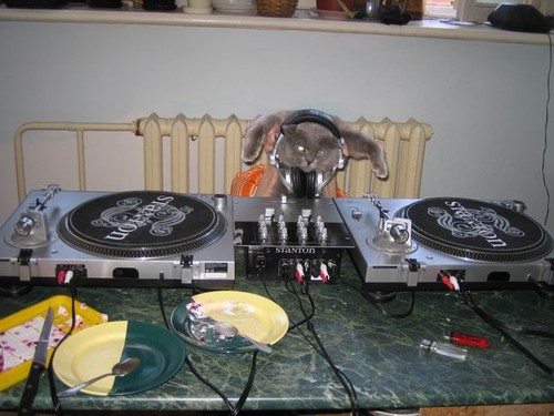Its DJ Cat