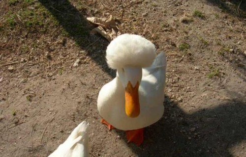 Duck Fro