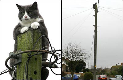 Power Pole Cat