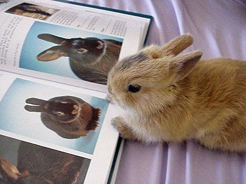 Rabbit Education