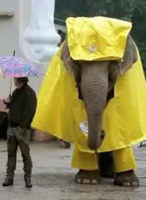 Raincoat Elephant