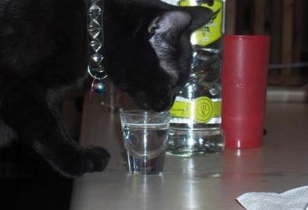 Drinking Kitty