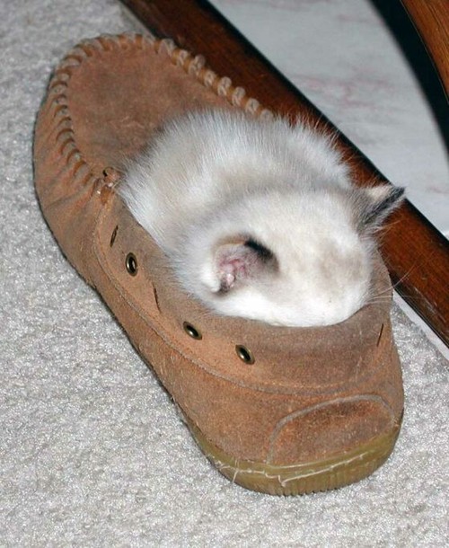 Shoe Cat