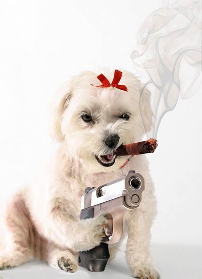 Dont Mess With This Dog