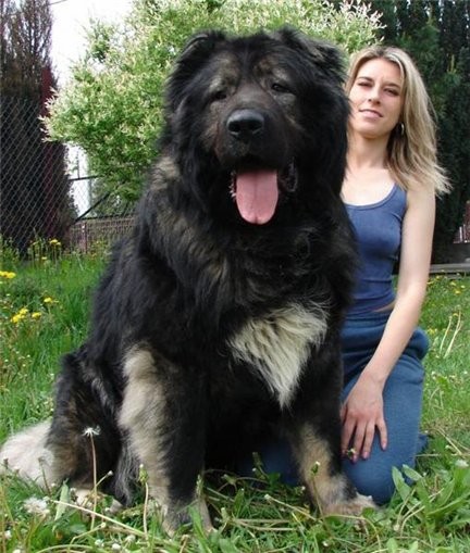 Huge Dog!