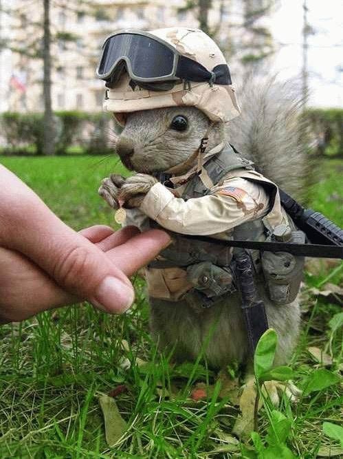 Army Squirrel