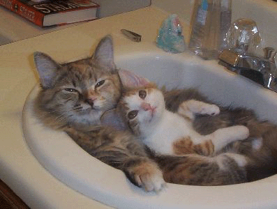 kitty cat buddies