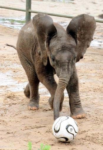 Soccer Elephant