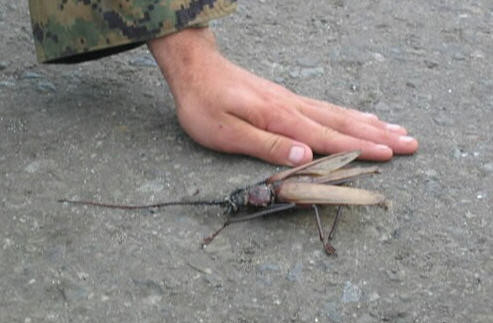 Huge Cockroach