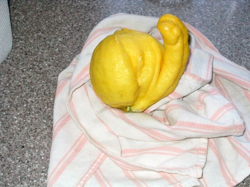 Erect Lemon
