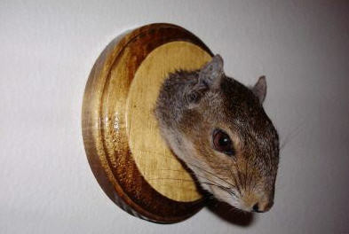Mounted Squirrel