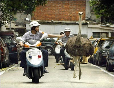 Even ostriches can't escape the Fuzz