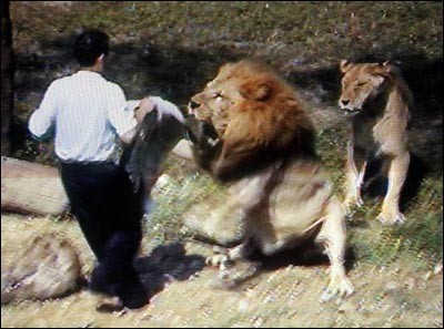 Lions hate mormons