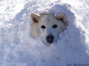 This snow dog is taking his name literally