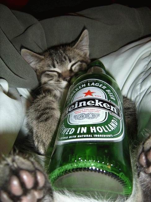 Kitty Loves Beer