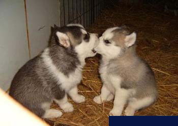 Kissin' puppies