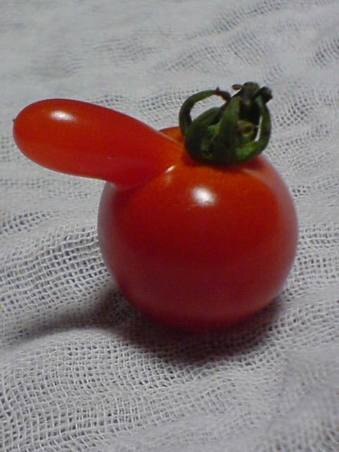 Erect Tomato