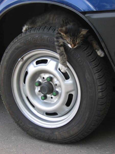 Kitty Tire Nap