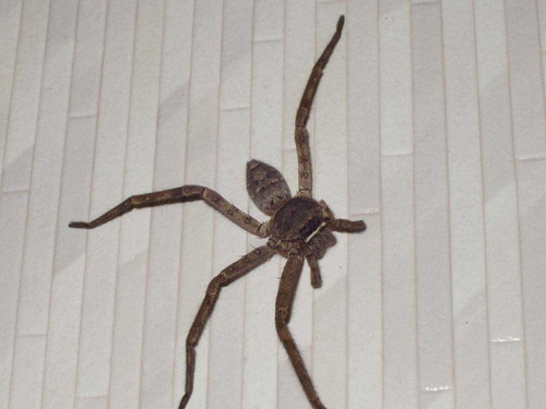 Huge Freaking Spider
