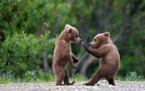 Cute Bear Fight