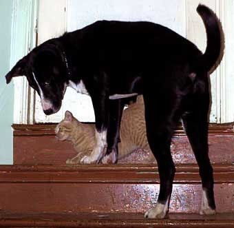 Dog humping a cat.  CLICK HERE