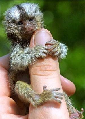 Tiny Little Monkey