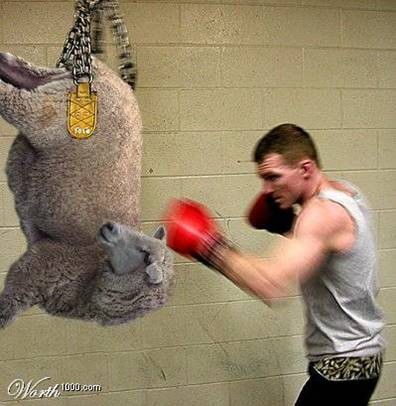 This guy uses a lamb to practice boxing... CLICK HERE