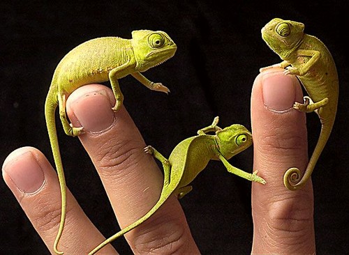 Tiny Lizards