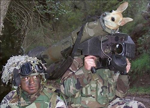 small dog in rocket launcher.  Fake???  CLICK HERE