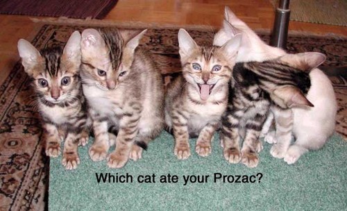 Check out this cat on prozak