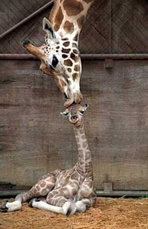 Cute pic of Giraffe