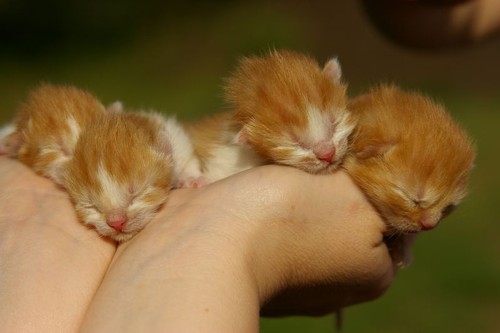 Baby Kitties!
