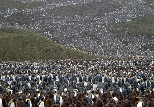 A Lot of Penguins