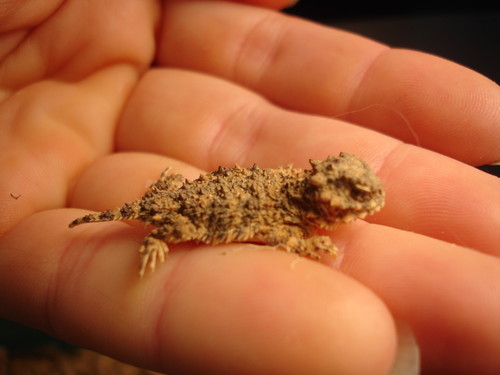 Tiny Lizard