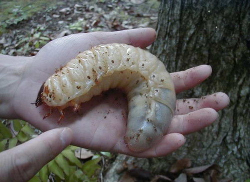 Huge Fucking Slug
