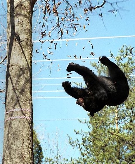 Either this bear learned to fly in the wrong direction, or he's just falling.