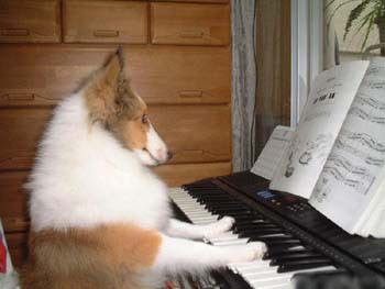 This is one talented doggie!