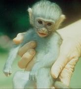 It's a tiny cute monkey!