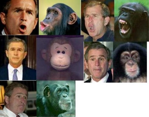 George Bush the chimp
