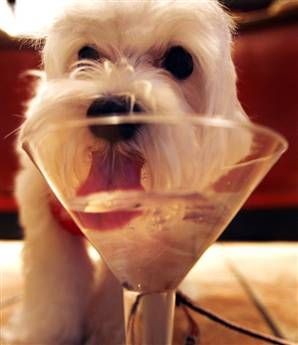 Dogs a Classy Drinker