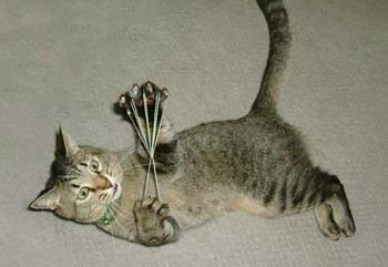Kitty playing with some string
