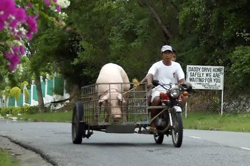 Sidecar Pig