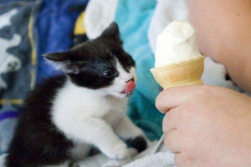 Kitten Wants Ice Cream