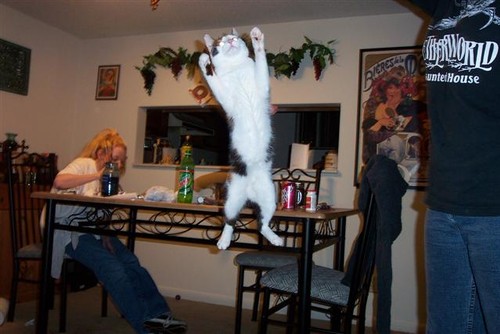This cat's getting some serious Air