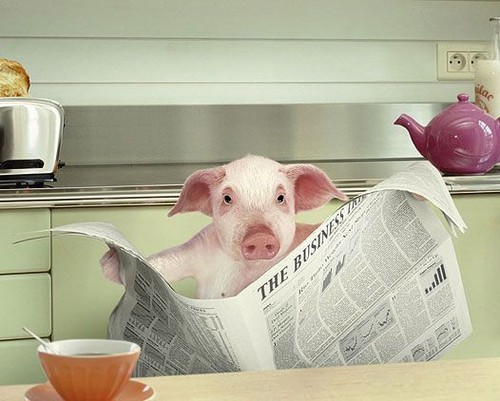Pig readin the Paper